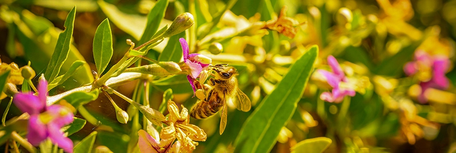 Landschaftsfotografie: Detailreiche Aufnahme einer Biene auf einer violett blühenden Pflanze mit grün-goldenem Hintergrund – fotografiert von Michael Schalansky in Erfurt
